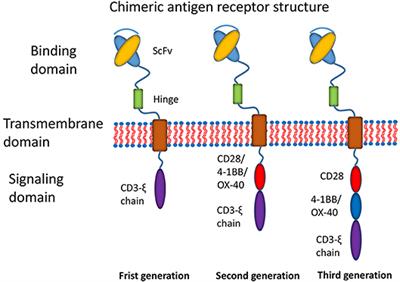 Building Potent Chimeric Antigen Receptor T Cells With CRISPR Genome Editing